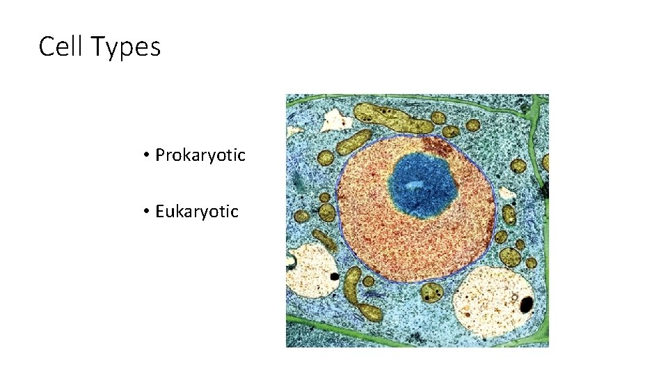 Cell Types • Prokaryotic • Eukaryotic 