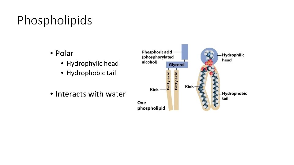 Phospholipids • Polar • Hydrophylic head • Hydrophobic tail • Interacts with water 