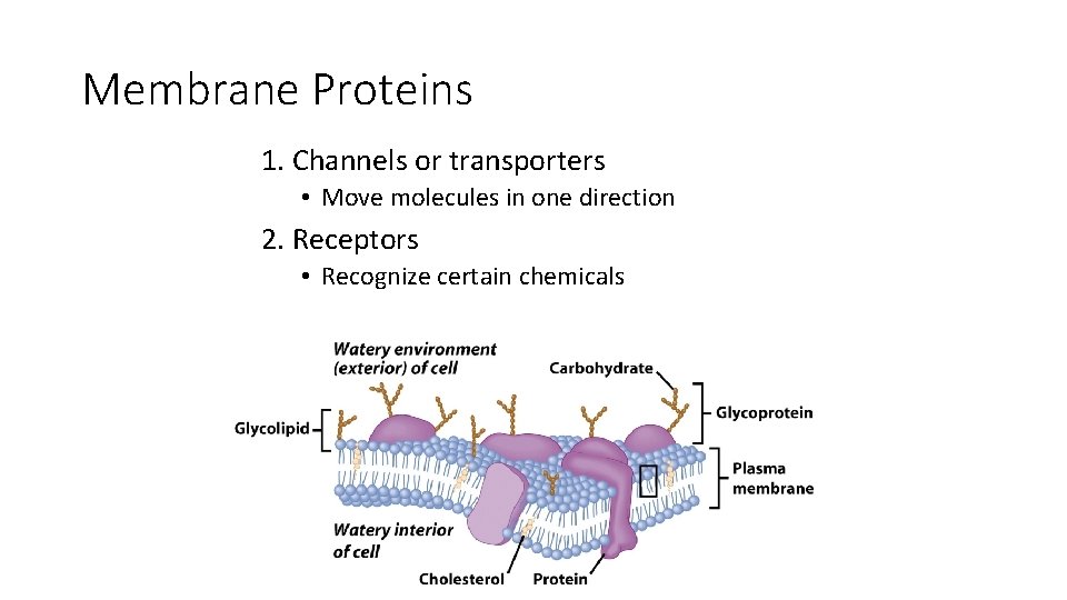 Membrane Proteins 1. Channels or transporters • Move molecules in one direction 2. Receptors