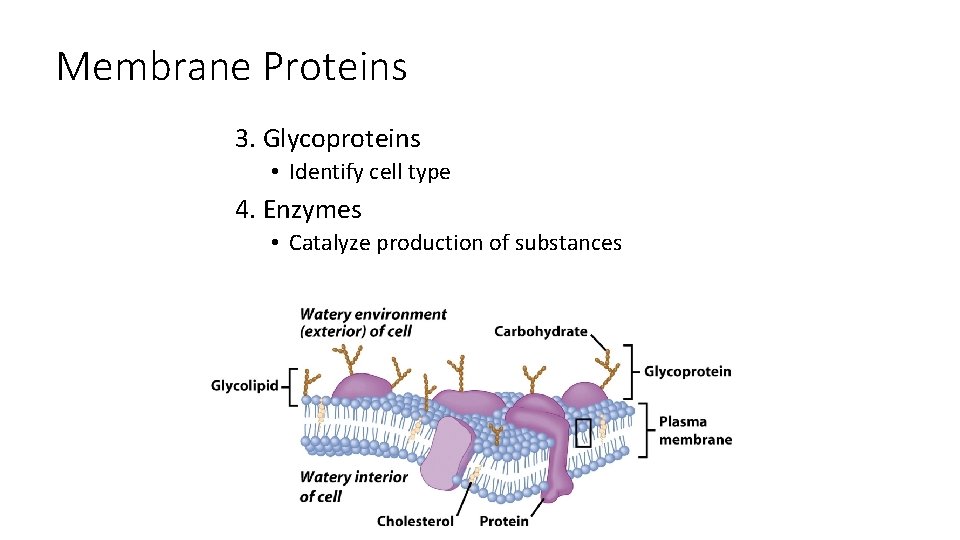 Membrane Proteins 3. Glycoproteins • Identify cell type 4. Enzymes • Catalyze production of