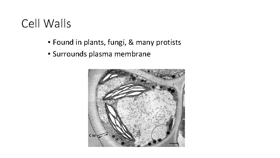 Cell Walls • Found in plants, fungi, & many protists • Surrounds plasma membrane