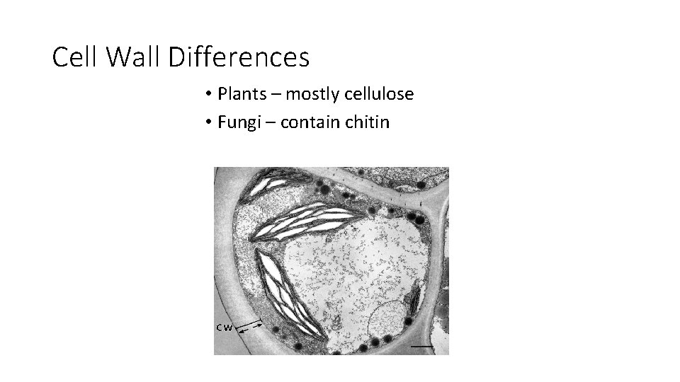 Cell Wall Differences • Plants – mostly cellulose • Fungi – contain chitin 