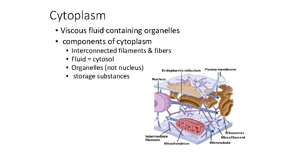 Cytoplasm • Viscous fluid containing organelles • components of cytoplasm • • Interconnected filaments