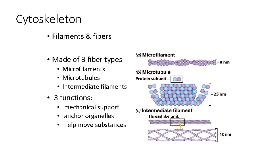 Cytoskeleton • Filaments & fibers • Made of 3 fiber types • Microfilaments •