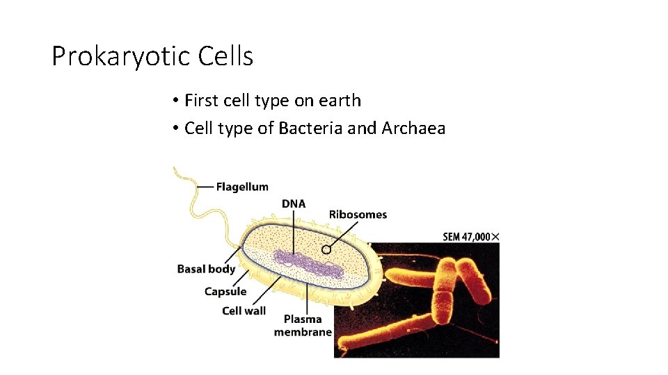 Prokaryotic Cells • First cell type on earth • Cell type of Bacteria and Prokaryotic Cells • First cell type on earth • Cell type of Bacteria and