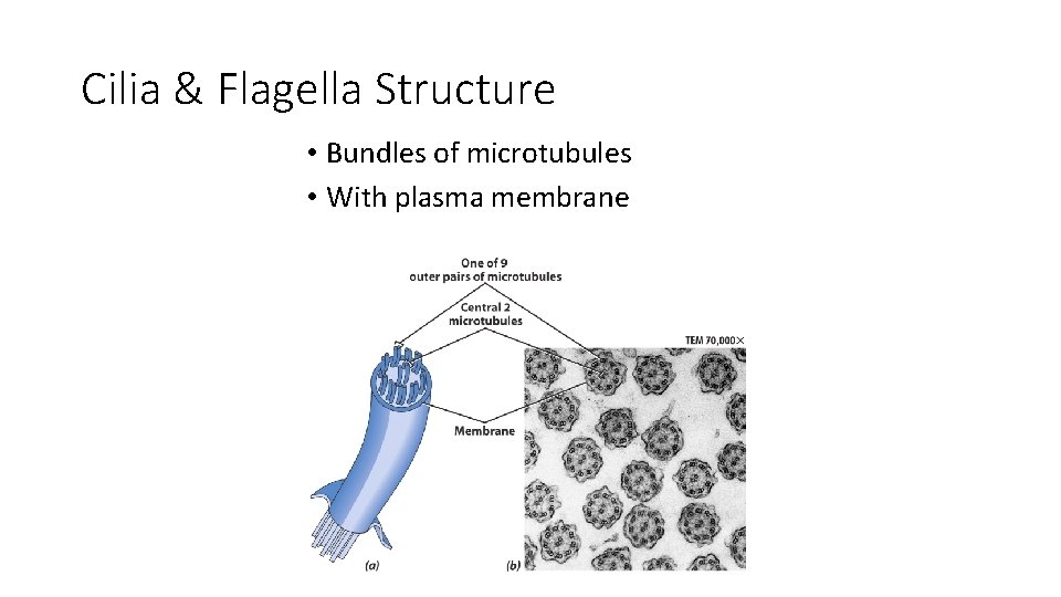 Cilia & Flagella Structure • Bundles of microtubules • With plasma membrane Cilia & Flagella Structure • Bundles of microtubules • With plasma membrane