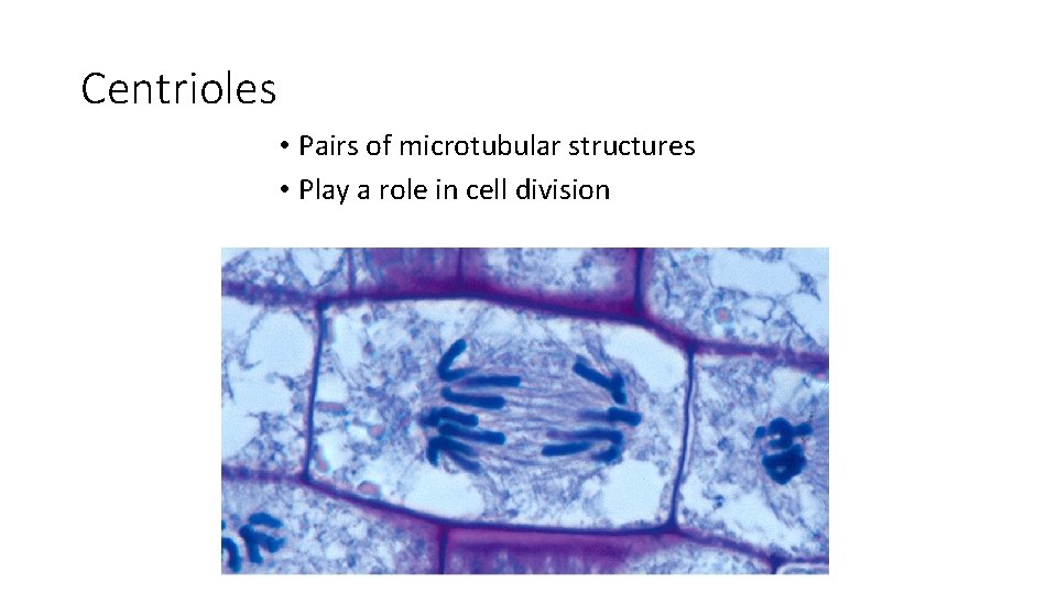 Centrioles • Pairs of microtubular structures • Play a role in cell division 