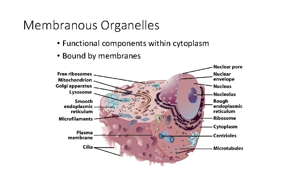 Membranous Organelles • Functional components within cytoplasm • Bound by membranes Membranous Organelles • Functional components within cytoplasm • Bound by membranes