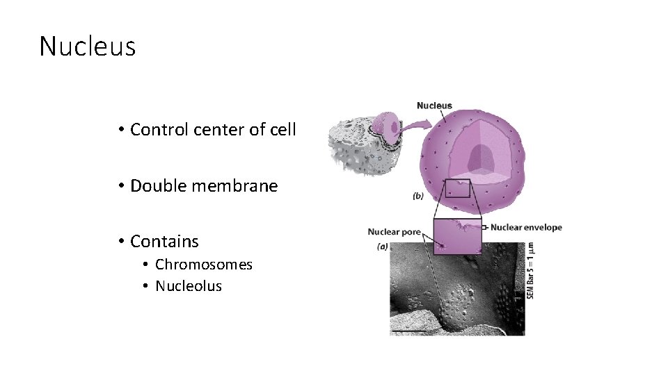 Nucleus • Control center of cell • Double membrane • Contains • Chromosomes •