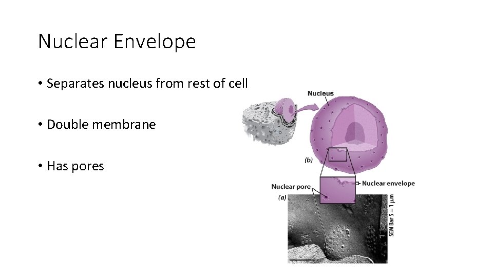 Nuclear Envelope • Separates nucleus from rest of cell • Double membrane • Has Nuclear Envelope • Separates nucleus from rest of cell • Double membrane • Has