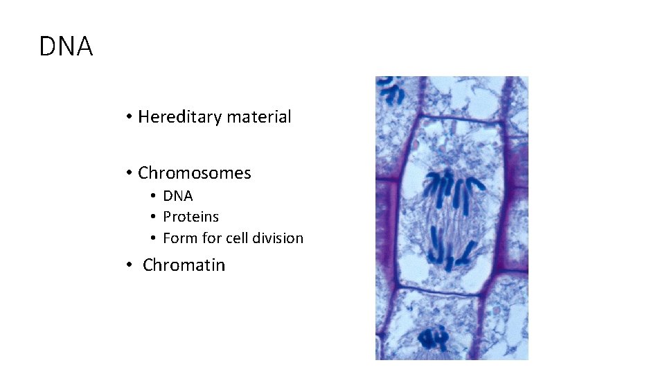 DNA • Hereditary material • Chromosomes • DNA • Proteins • Form for cell