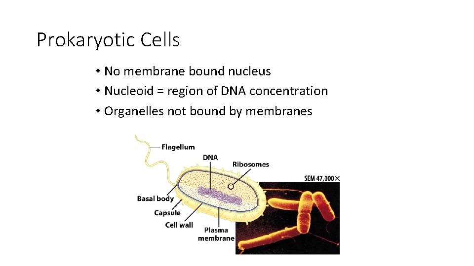 Prokaryotic Cells • No membrane bound nucleus • Nucleoid = region of DNA concentration Prokaryotic Cells • No membrane bound nucleus • Nucleoid = region of DNA concentration