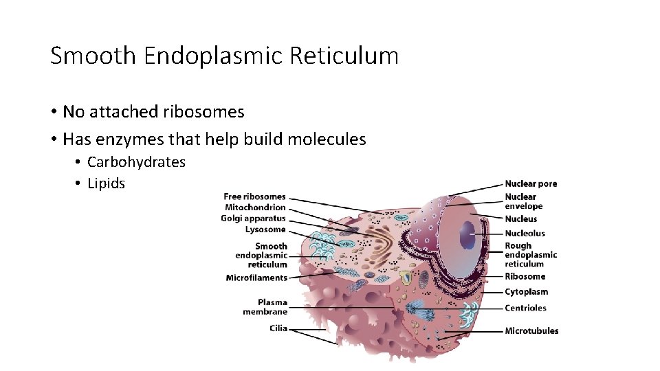 Smooth Endoplasmic Reticulum • No attached ribosomes • Has enzymes that help build molecules Smooth Endoplasmic Reticulum • No attached ribosomes • Has enzymes that help build molecules