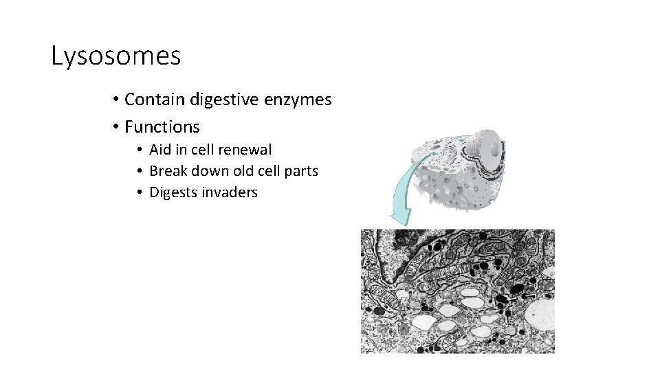 Lysosomes • Contain digestive enzymes • Functions • Aid in cell renewal • Break Lysosomes • Contain digestive enzymes • Functions • Aid in cell renewal • Break