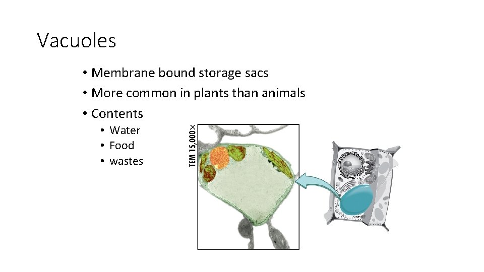 Vacuoles • Membrane bound storage sacs • More common in plants than animals •