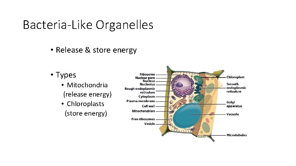 Bacteria-Like Organelles • Release & store energy • Types • Mitochondria (release energy) •