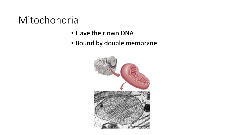 Mitochondria • Have their own DNA • Bound by double membrane Mitochondria • Have their own DNA • Bound by double membrane