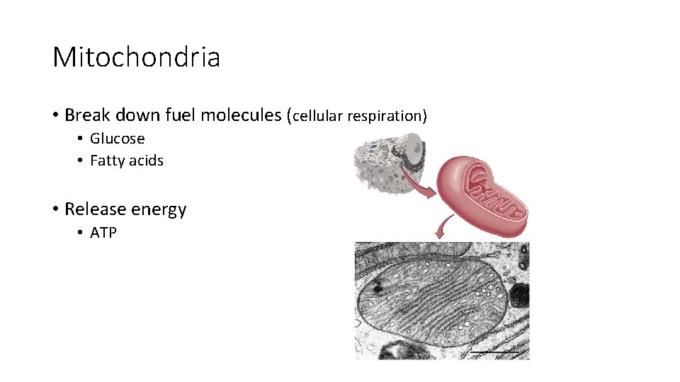 Mitochondria • Break down fuel molecules (cellular respiration) • Glucose • Fatty acids • Mitochondria • Break down fuel molecules (cellular respiration) • Glucose • Fatty acids •