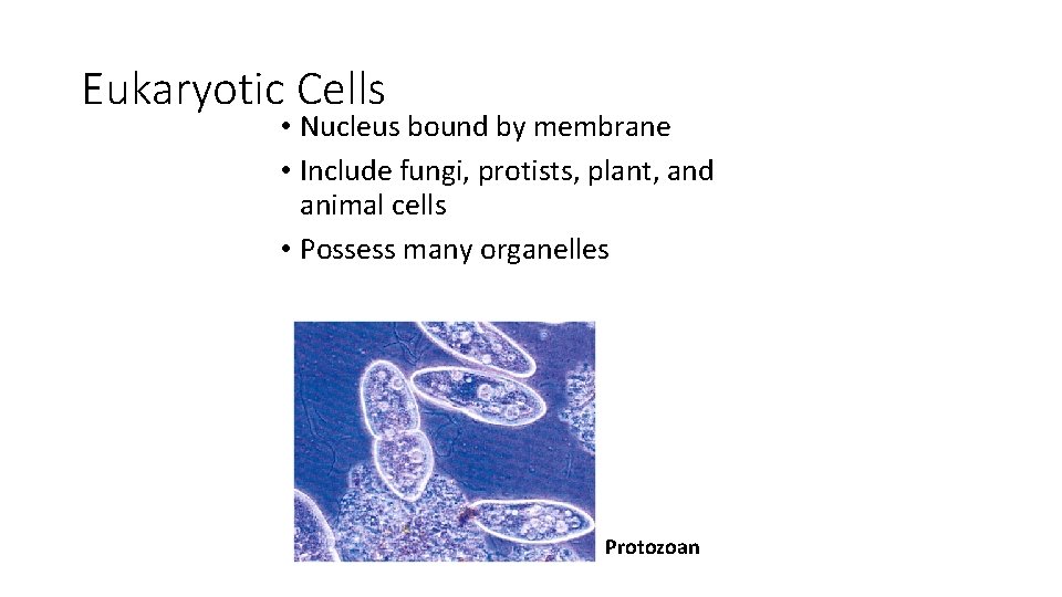 Eukaryotic Cells • Nucleus bound by membrane • Include fungi, protists, plant, and animal Eukaryotic Cells • Nucleus bound by membrane • Include fungi, protists, plant, and animal