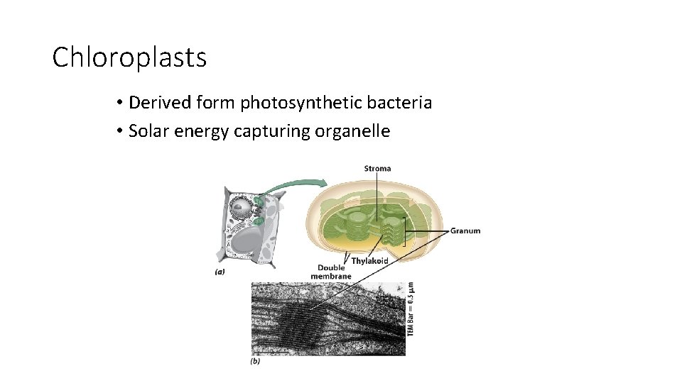 Chloroplasts • Derived form photosynthetic bacteria • Solar energy capturing organelle 