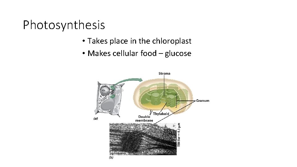 Photosynthesis • Takes place in the chloroplast • Makes cellular food – glucose 