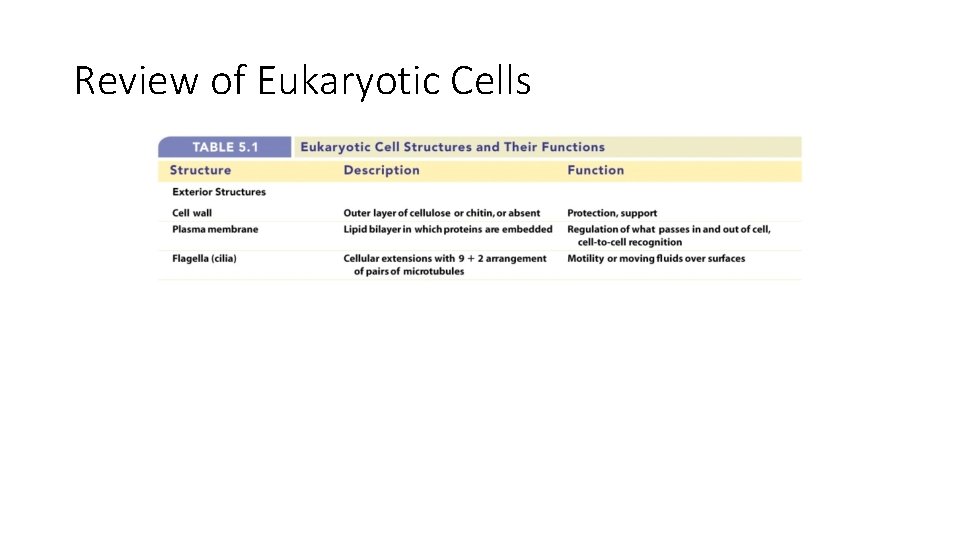 Review of Eukaryotic Cells Review of Eukaryotic Cells