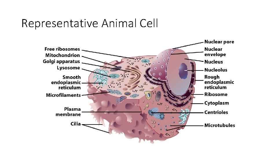 Representative Animal Cell Representative Animal Cell