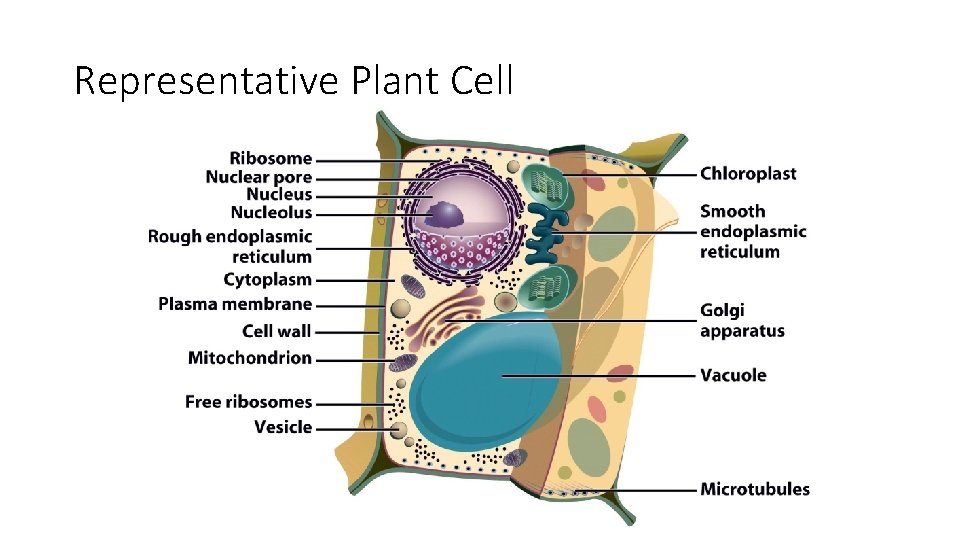 Representative Plant Cell Representative Plant Cell