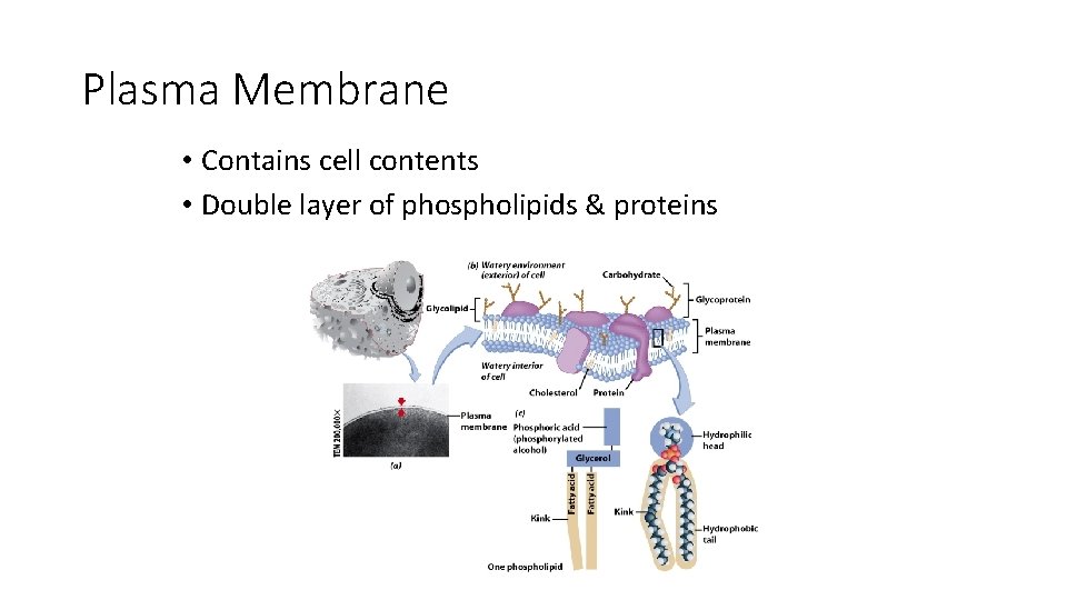 Plasma Membrane • Contains cell contents • Double layer of phospholipids & proteins 