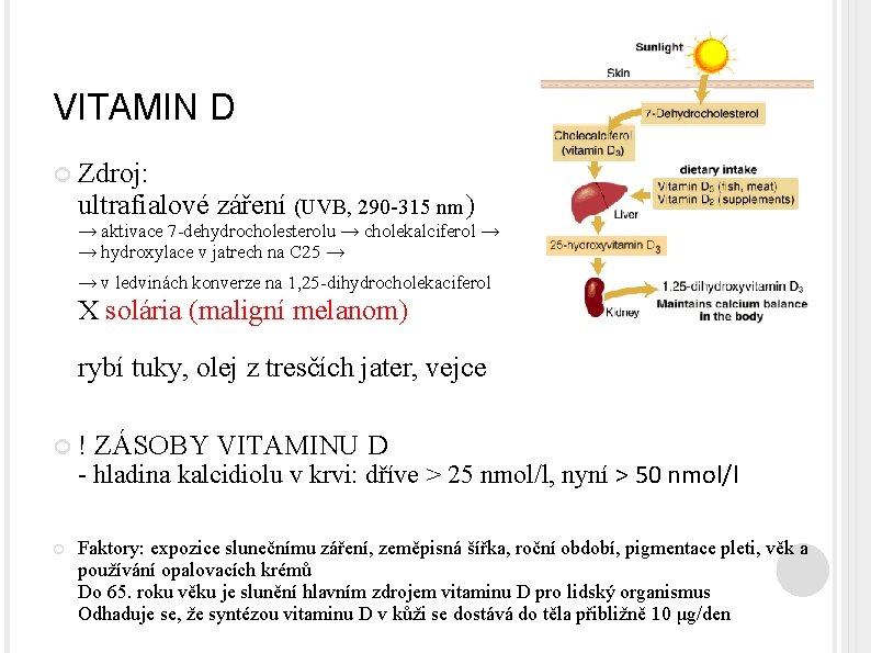 VITAMIN D Zdroj: ultrafialové záření (UVB, 290 -315 nm) → aktivace 7 -dehydrocholesterolu →