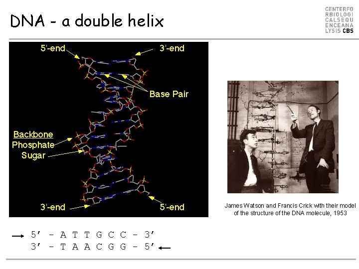 DNA - a double helix James Watson and Francis Crick with their model of