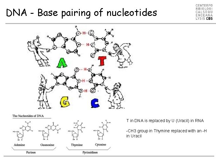 DNA - Base pairing of nucleotides T in DNA is replaced by U (Uracil)