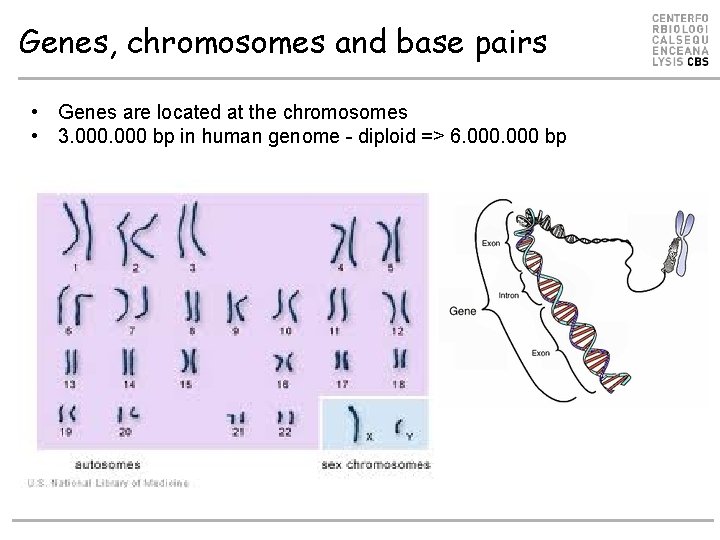 Genes, chromosomes and base pairs • Genes are located at the chromosomes • 3.