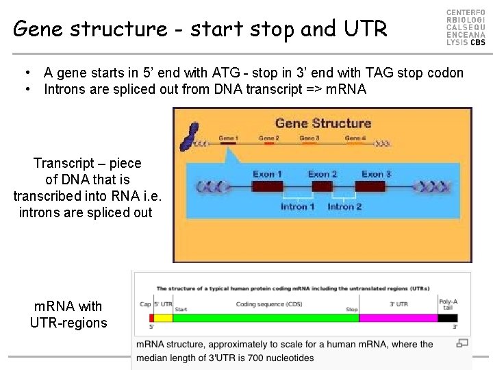 Gene structure - start stop and UTR • A gene starts in 5’ end