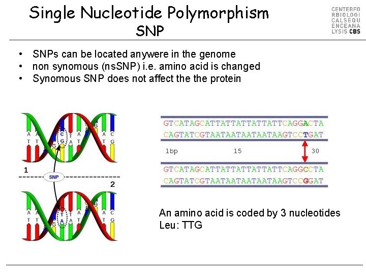 Single Nucleotide Polymorphism SNP • SNPs can be located anywere in the genome •