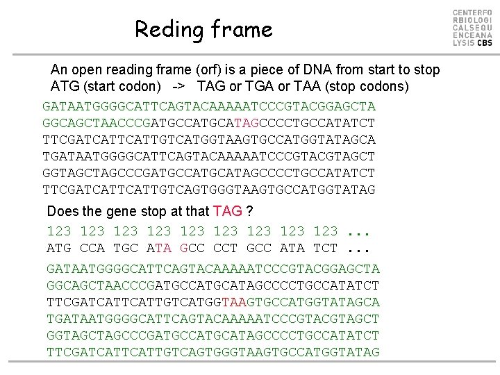 Reding frame An open reading frame (orf) is a piece of DNA from start