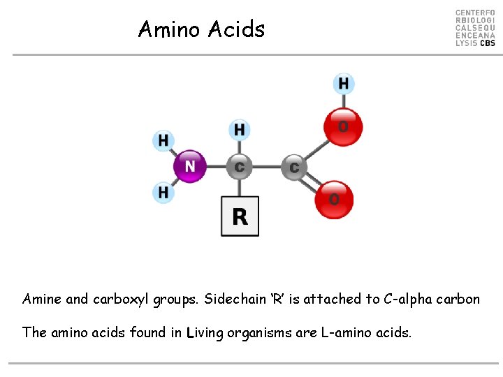 Amino Acids Amine and carboxyl groups. Sidechain ‘R’ is attached to C-alpha carbon The