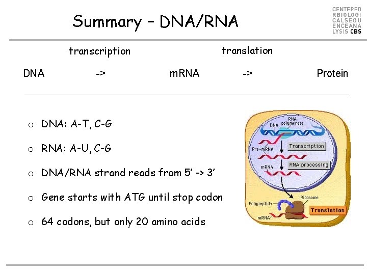 Summary – DNA/RNA translation transcription DNA -> m. RNA o DNA: A-T, C-G o