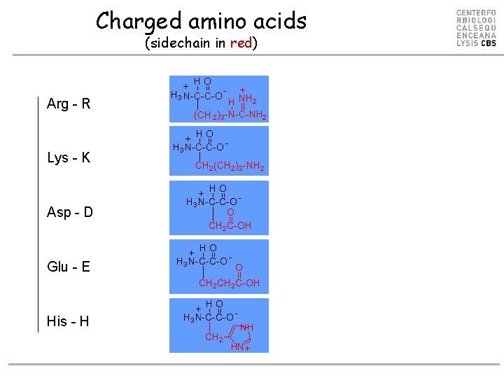 Charged amino acids (sidechain in red) Arg - R Lys - K Asp -