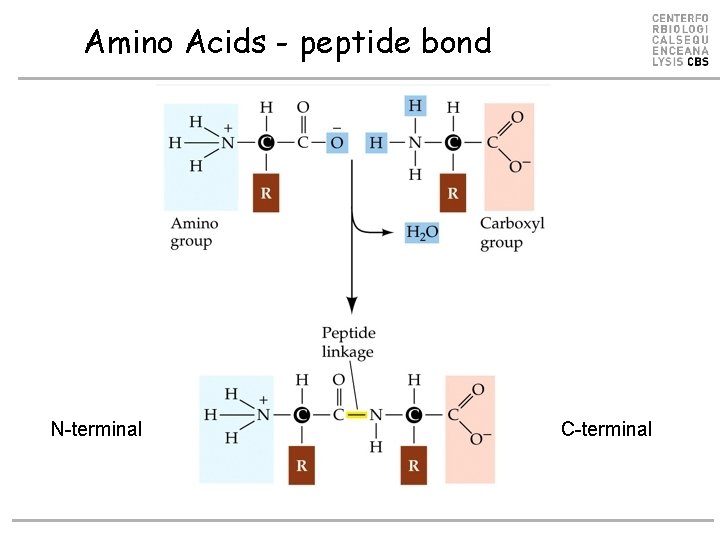Amino Acids - peptide bond N-terminal C-terminal 