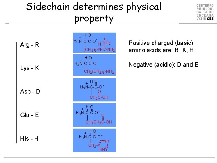 Sidechain determines physical property Arg - R Lys - K Asp - D Glu