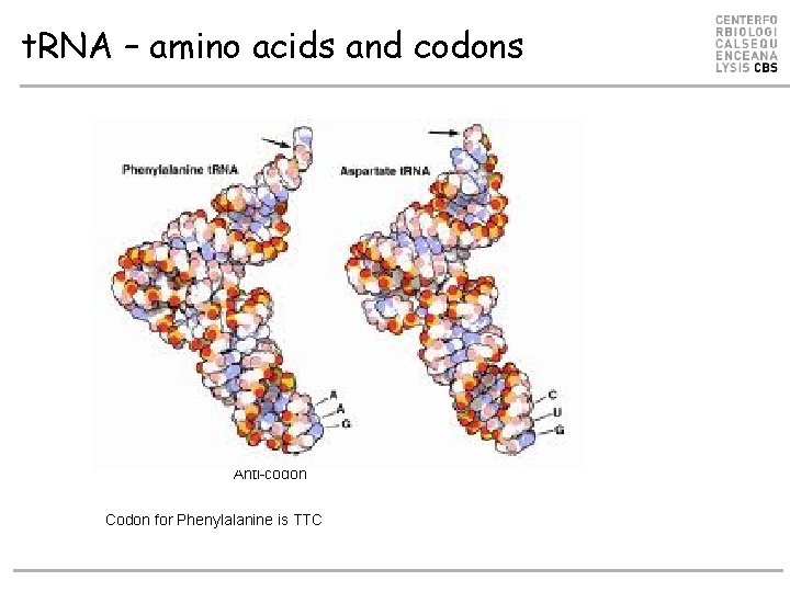t. RNA – amino acids and codons Anti-codon Codon for Phenylalanine is TTC 