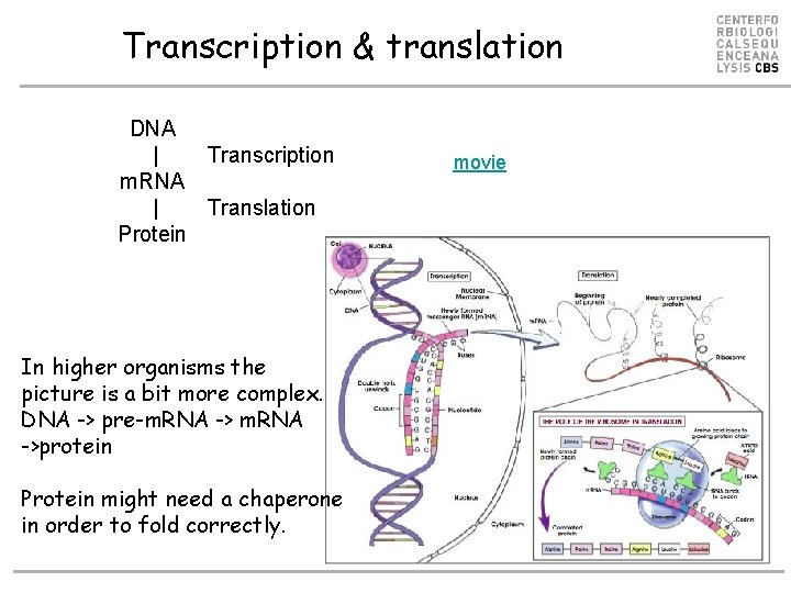 Transcription & translation DNA | Transcription m. RNA | Translation Protein In higher organisms