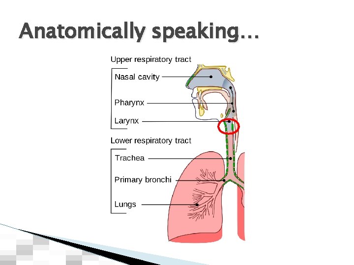 Anatomically speaking… 