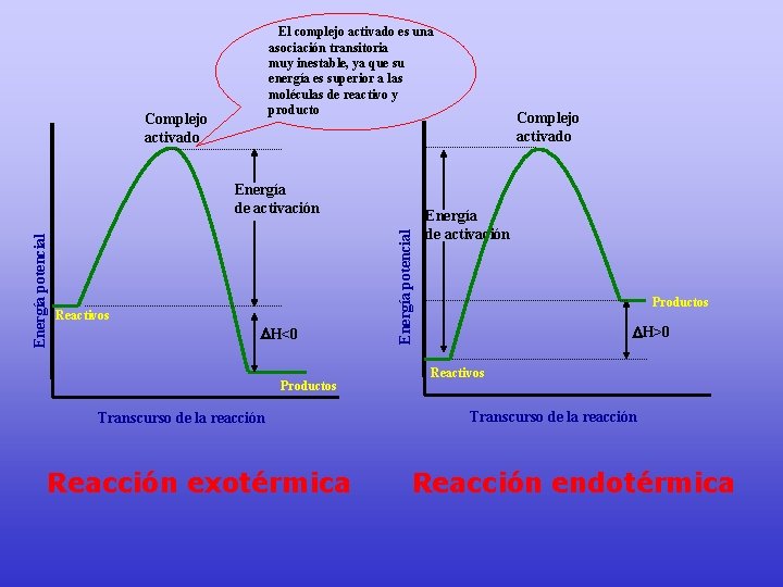 El complejo activado es una asociación transitoria muy inestable, ya que su energía es