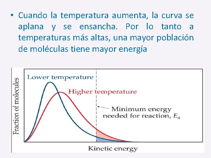  • Cuando la temperatura aumenta, la curva se aplana y se ensancha. Por