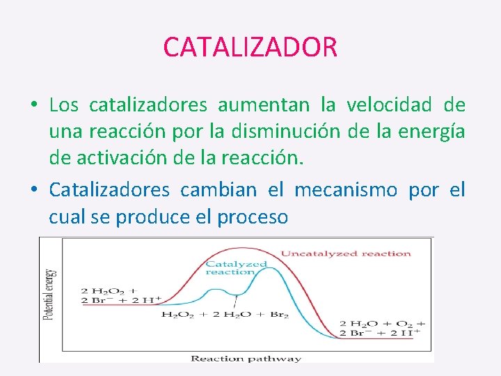 CATALIZADOR • Los catalizadores aumentan la velocidad de una reacción por la disminución de