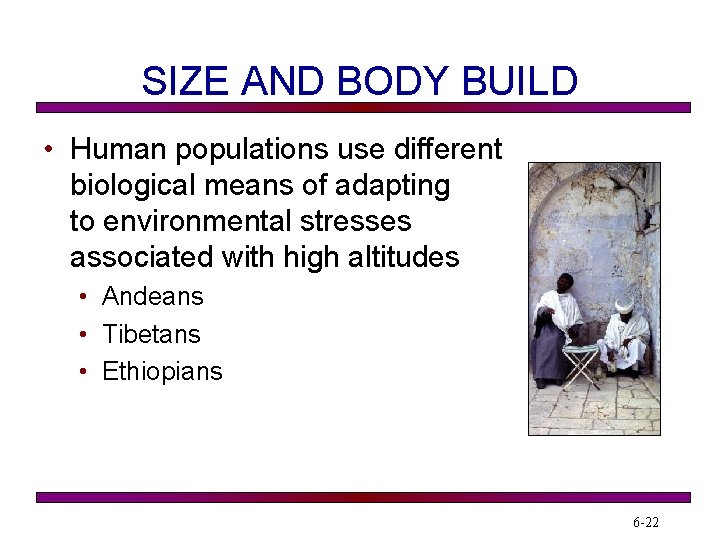 SIZE AND BODY BUILD • Human populations use different biological means of adapting to