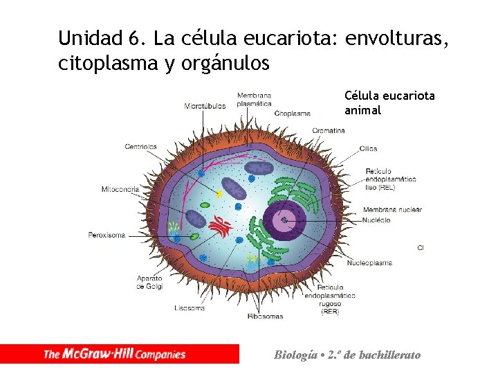 Unidad 6. La célula eucariota: envolturas, citoplasma y orgánulos Célula eucariota animal Biología •