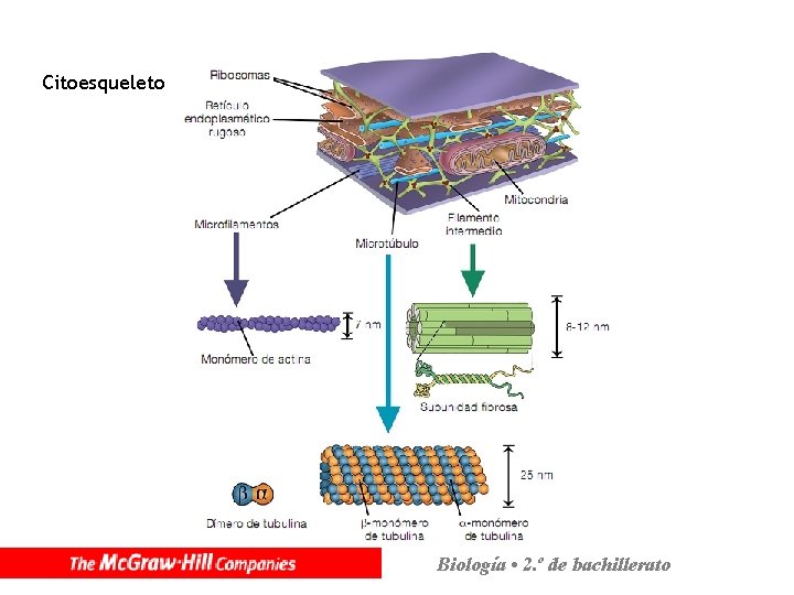 Citoesqueleto Biología • 2. º de bachillerato 